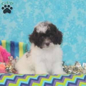 Rosie, Toy Poodle Puppy